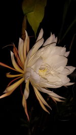 Close-up of white flower