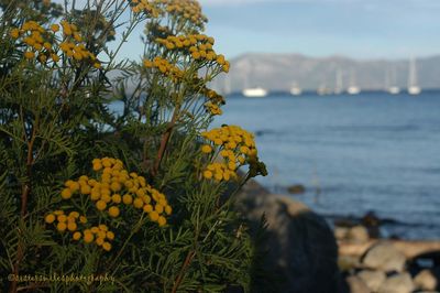 Close-up of yellow flowering plant by sea