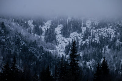 Panoramic view of pine trees in forest during winter