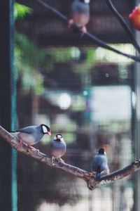 Birds perching on tree