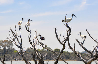 Birds perching on bare tree