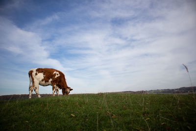 Cows on field against sky