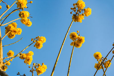 Low angle view of yellow flowering plants against clear blue sky