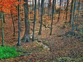 Plants growing on tree trunk