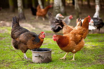 Chickens in a field