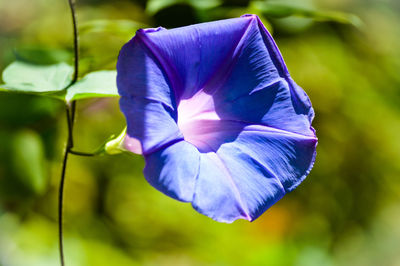 Close-up of purple blue flower