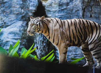 Close-up of tiger