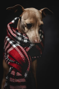 Dog wearing scarf while sitting against gray background