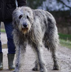 Portrait of dog standing outdoors