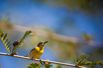 Close-up of bird perching on plant