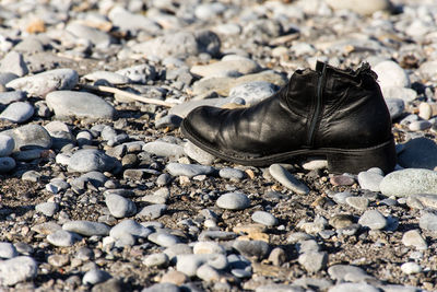 Close up of turtle on stone wall