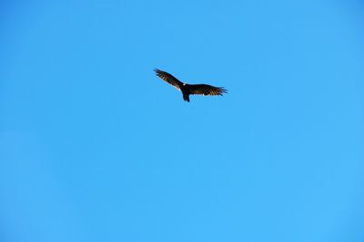Low angle view of eagle flying against clear blue sky