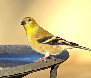 Close-up of bird perching on branch