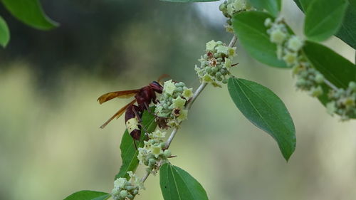 Close-up of insect on flower, wasp pollinating on tree