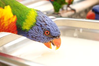 Close-up of parrot eating