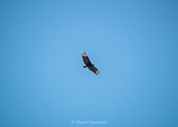 Low angle view of bird flying