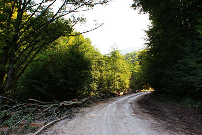 Road passing through forest