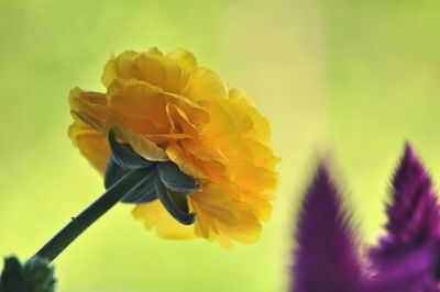 Close-up of yellow flowering plant