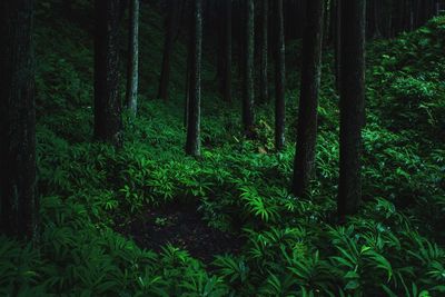 View of trees in forest