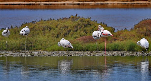 Birds in calm water