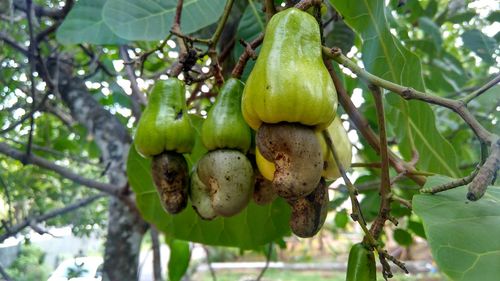 Low angle view of fruits growing on tree