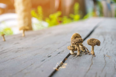 Close-up of mushroom growing on footpath