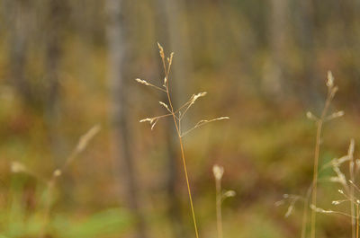 Close-up of plant on field