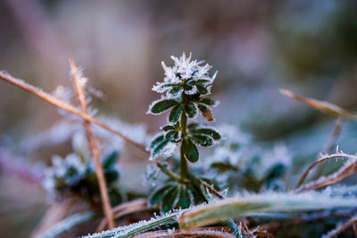 nature