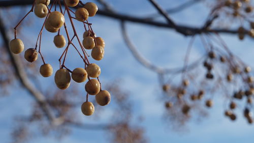 Low angle view of fruits hanging on tree against sky