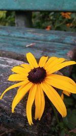 Close-up of yellow flower