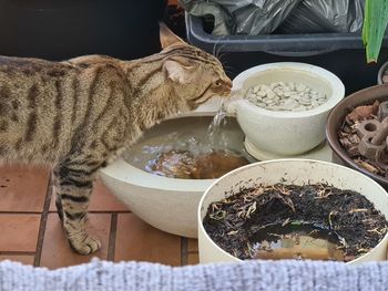 High angle view of cat on table