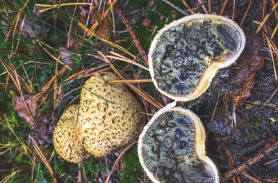 High angle view of plants growing on field