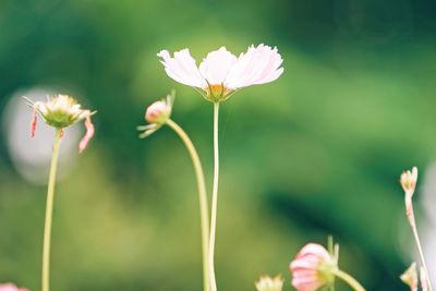 Close-up of flowers blooming outdoors