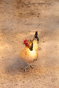 Close-up of rooster on field