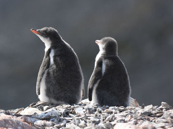 View of penguins on pebbles