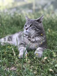 Cat looking away on field