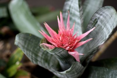 Close-up of flower blooming outdoors