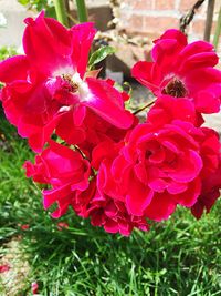 Close-up of pink flower