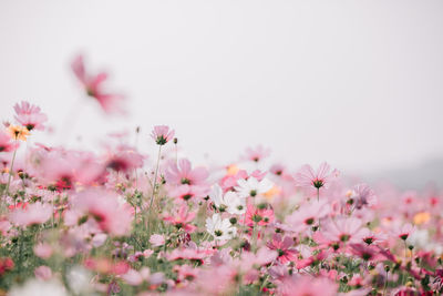 Close-up of pink cosmos flowers blooming on field against clear sky