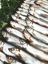 High angle view of fish for sale at market