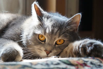 Close-up portrait of a cat