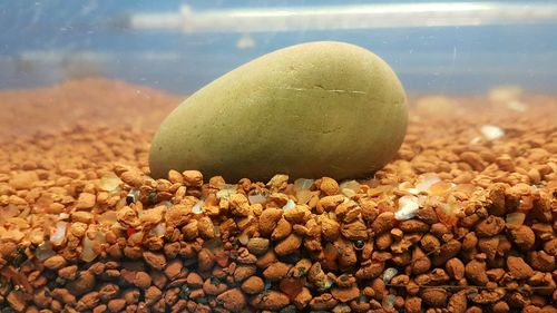 Close-up of pebbles in water