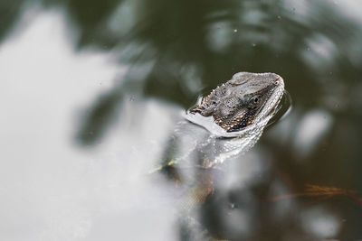 Close-up of frog in water