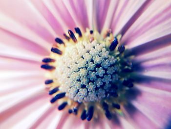 Full frame shot of purple flower