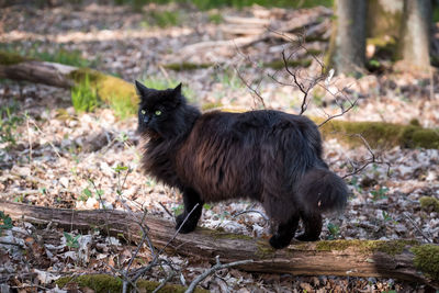 Free living norwegian forest cat in wilderness