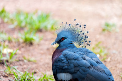 Close-up of bird on field