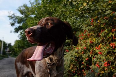 Close-up of dog looking away