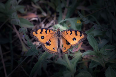 Close-up of butterfly on orange leaf