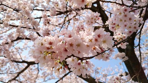 Low angle view of cherry blossoms in spring