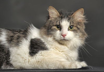 Close-up portrait of a cat